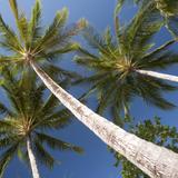 tall palm trees