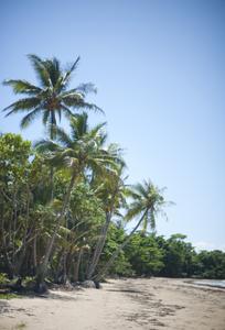 tropical beach trees