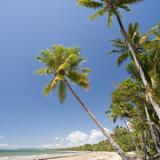 tropical beach palms