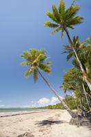 tropical beach palms