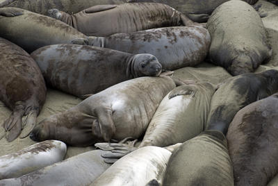 Beach of Seals