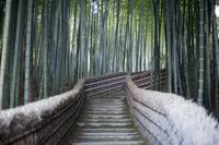 Bamboo Walk