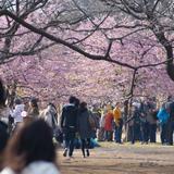 Yoyogi park blossom