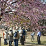 Yoyogi park cherry blossom