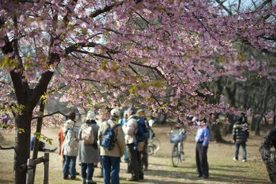 Yoyogi park cherry blossom