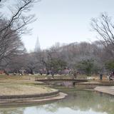 Yoyogi park, tokyo