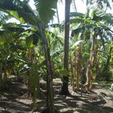 Banana palm plantation