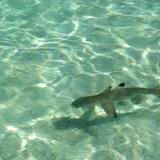Blacktip reef shark in shallow water