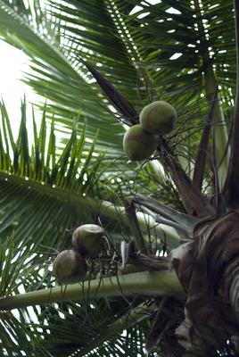 Ripening coconuts in a palm tree