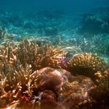 Beautiful underwater corals