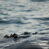Small marine crabs on a rock