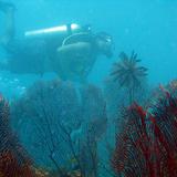 Fan corals and scuba diver