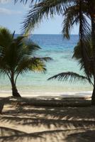 Tropical beach shaded by palms