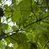 Shady tree with large green leaves