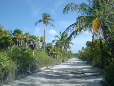 jungle road