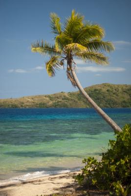 Palm tree on an idyllic tropical beach