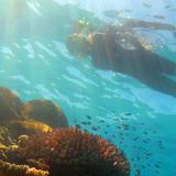 Snorkeling over an underwater reef
