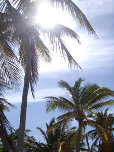 mexico palms