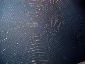 spiders web