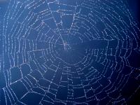 spiders web