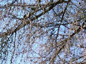 tree branches