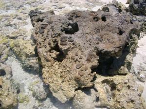 coral rock
