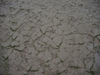 cracked mud