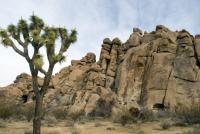 Joshua Tree Landscape