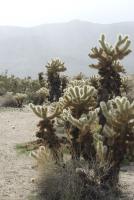 Cholla Cactus Garden