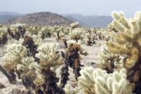 Cholla Cactus Garden