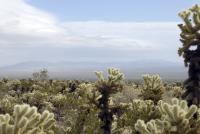 Cholla Cactus Garden