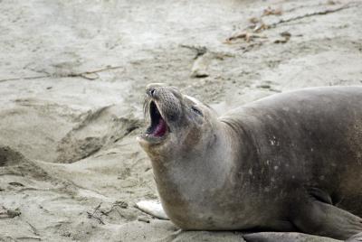 yawning seal