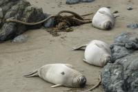 three sleepy seals