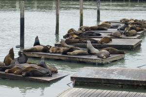 fishermans wharf seals