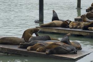 fishermans wharf seals