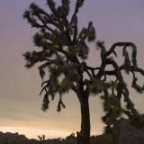 joshua tree silhouette