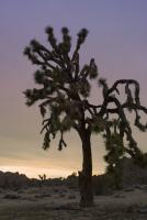 joshua tree silhouette