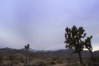 joshua tree silhouette