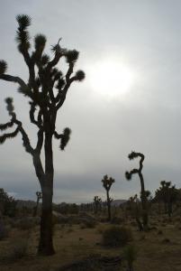 joshua tree silhouette