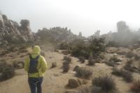 joshua tree rocky landscape