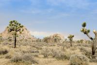 joshua trees