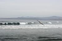 morro bay seascape