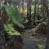 hawaiian rainforest