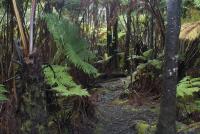 hawaiian rainforest