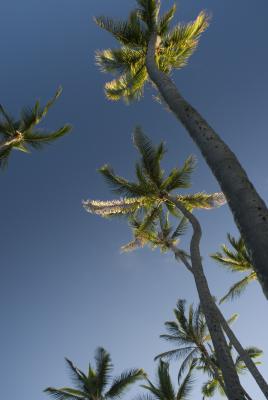 Tall palm trees