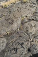 Puu Loa Petroglyphs