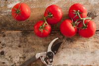 Garden fresh tomatoes with pruning shears