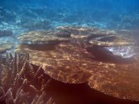 Underwater shot of plate coral