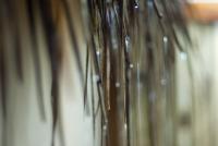 Raindrops dripping off wet thatch