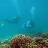 Scuba divers above a coral reef